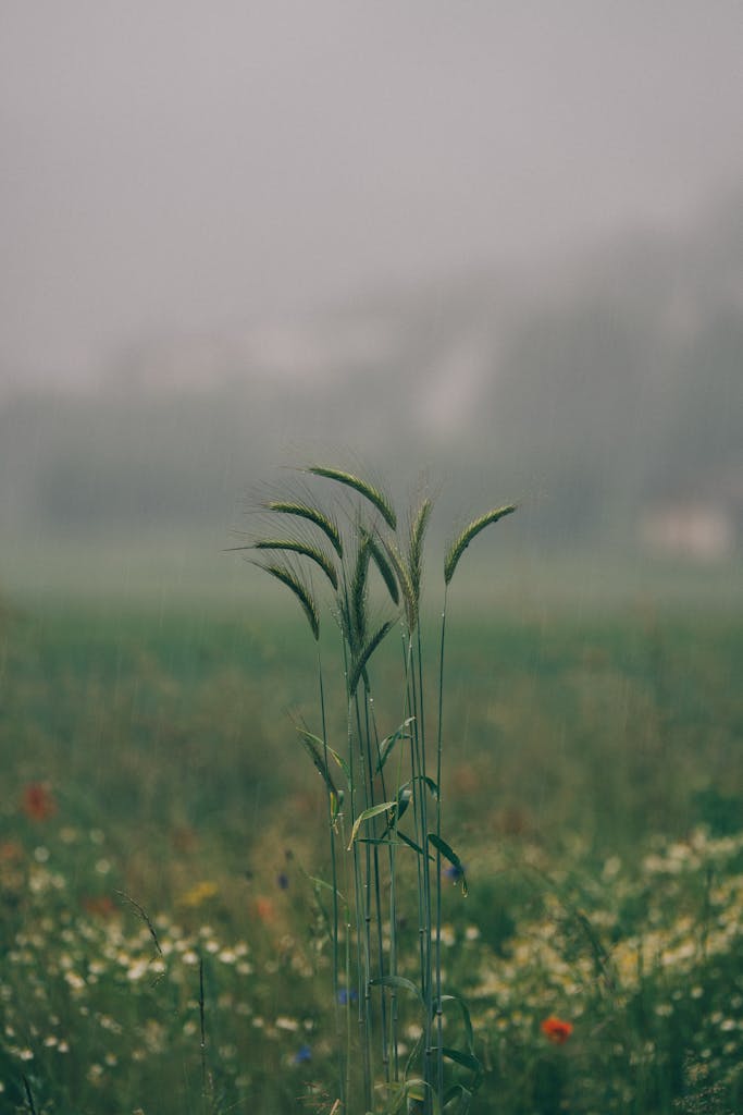 Serene close-up of grass stalks in a misty field, capturing a calm, natural ambiance.